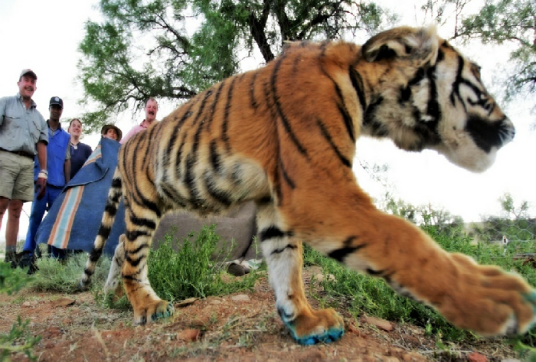 全莉:属虎的女子拯救中国虎