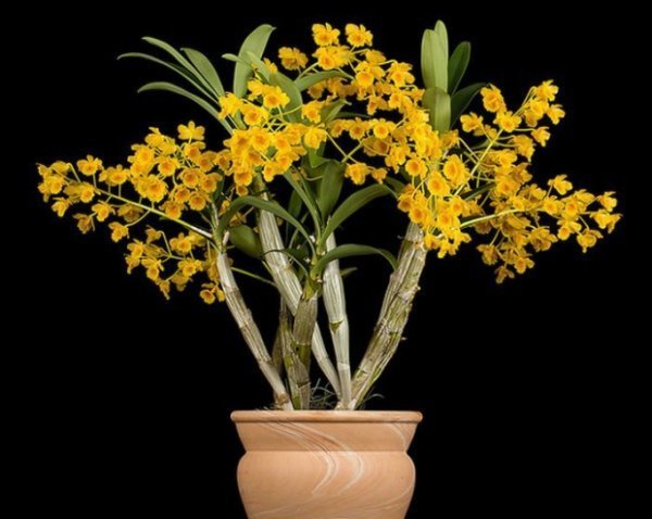 棒节石斛的来自形态特征