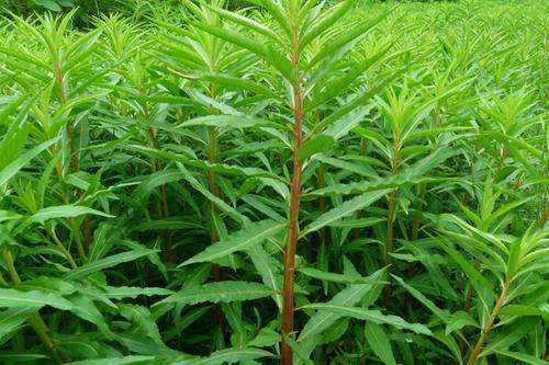 赶黄草的功效与作用及禁忌分别是？