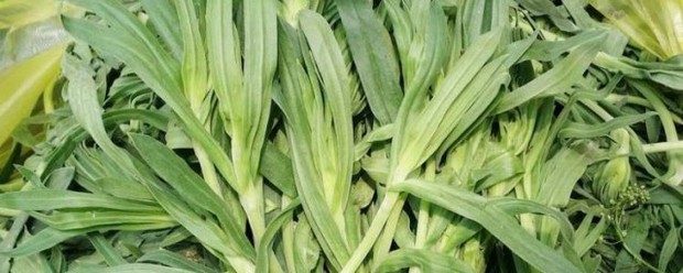 面条菜是什么