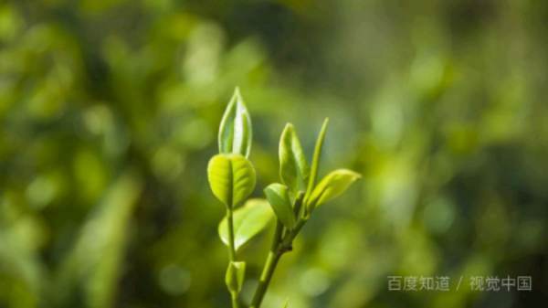 如何向榜样学习(至少两点)具体做法？